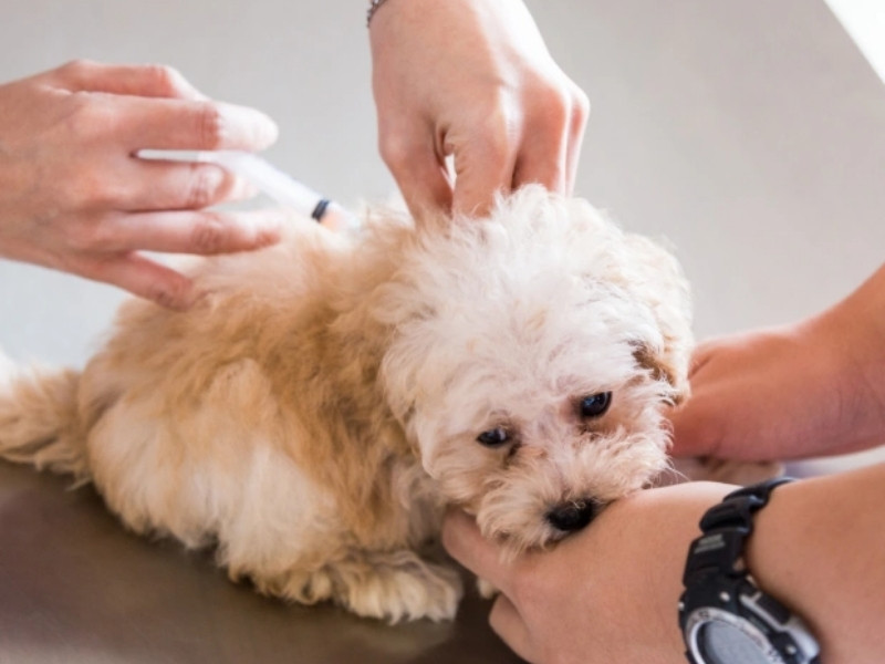 how vaccinations protect your dog from common diseases