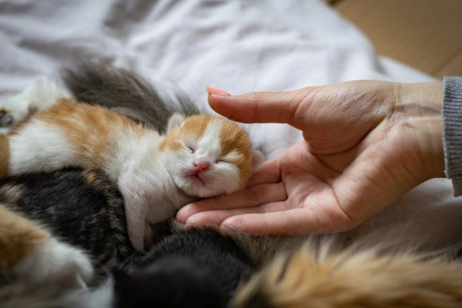 Preparing Your Kitten’s First Vet Visit
