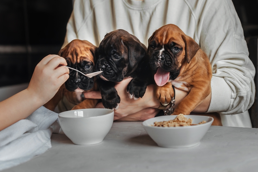Choose-the-Perfect-Food-for-Your-New-Puppy