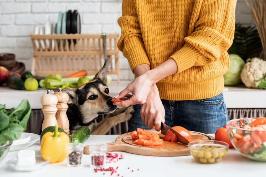 Vets Recommend for a Healthy Dog Diet
