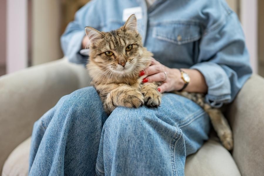 caring-for-your-aging-cat