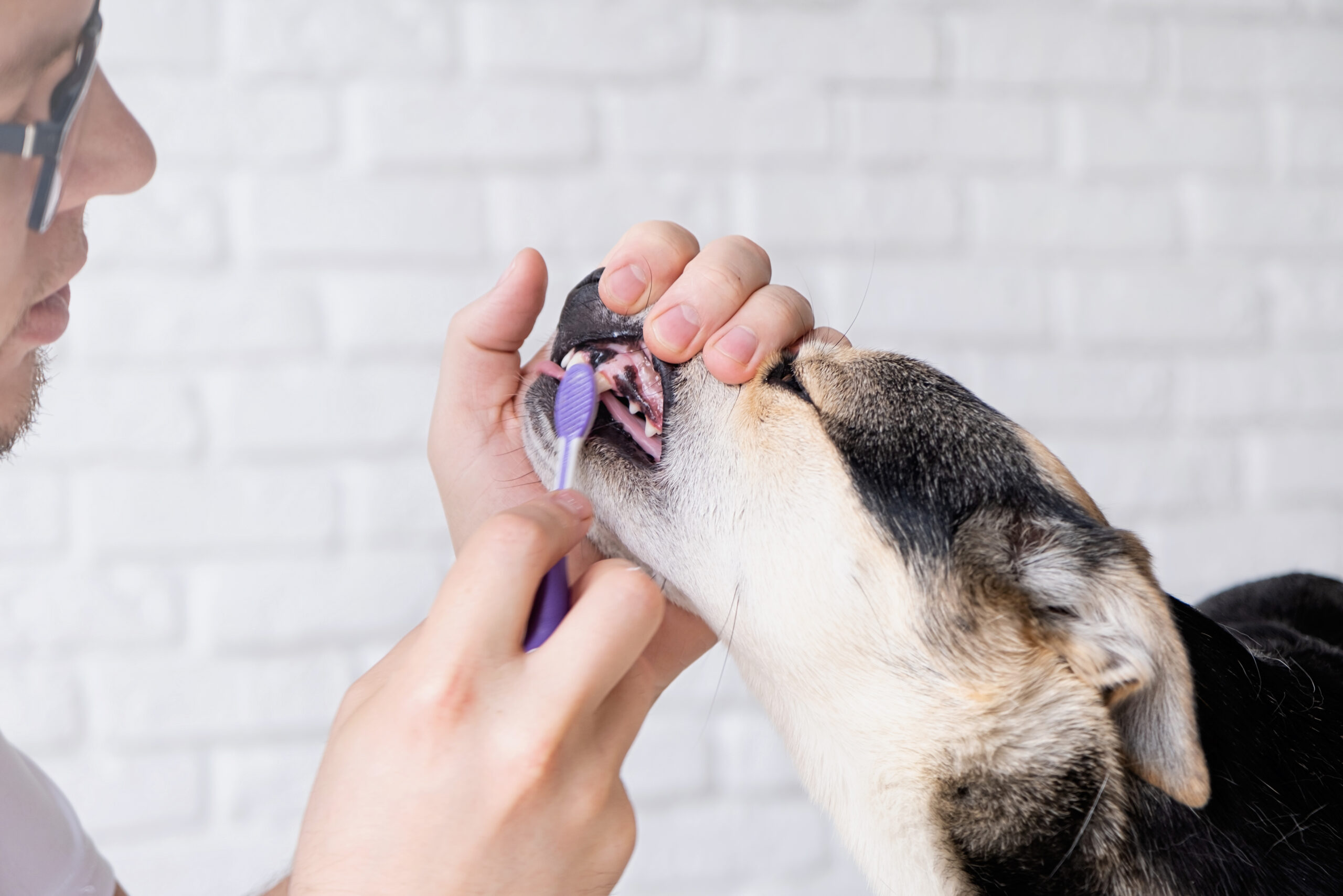 easiest-way-to-brush-a-dogs-teeth
