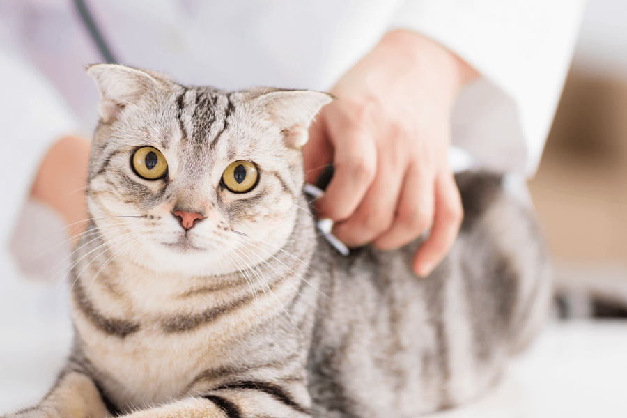 female-cats-get-bigger-after-being-spayed