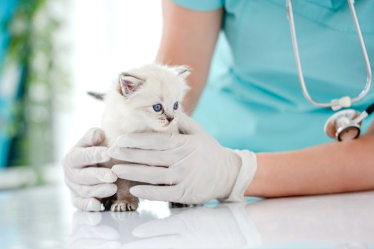 essential kitten vaccinations