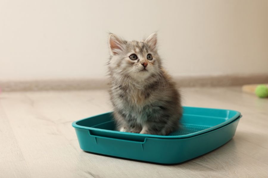 Hidden Health Issues Veterinarians Commonly Detect During Early Kitten Checkups