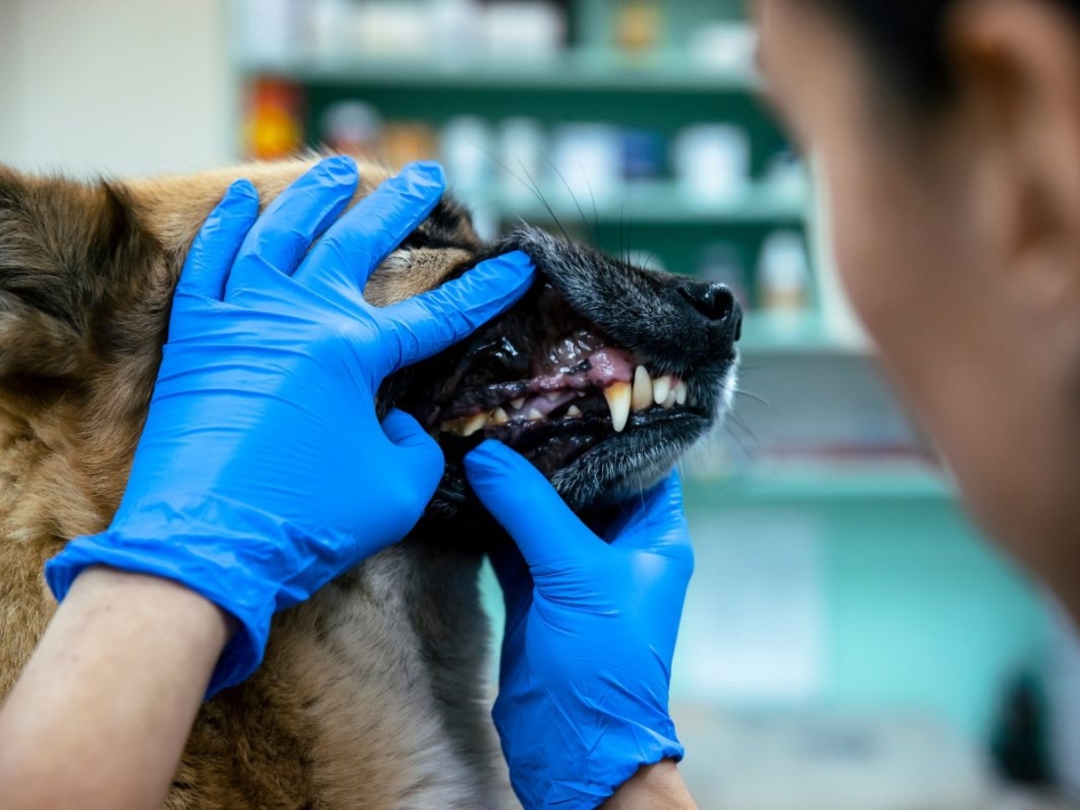 dental-care-keeps-your-pet-healthy-and-happy