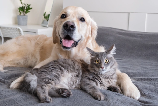 Trusted Veterinary Care for Natick, MA Pets