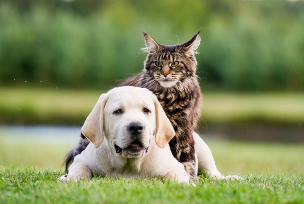Trusted Veterinary Care for Newton, MA Pets