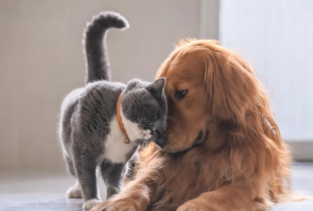 Trusted Veterinary Care for Wellesley, MA Pets