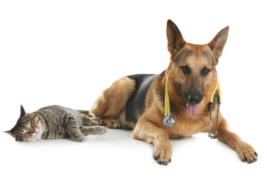 Understanding the Benefits of Urgent Vet Care for Pets