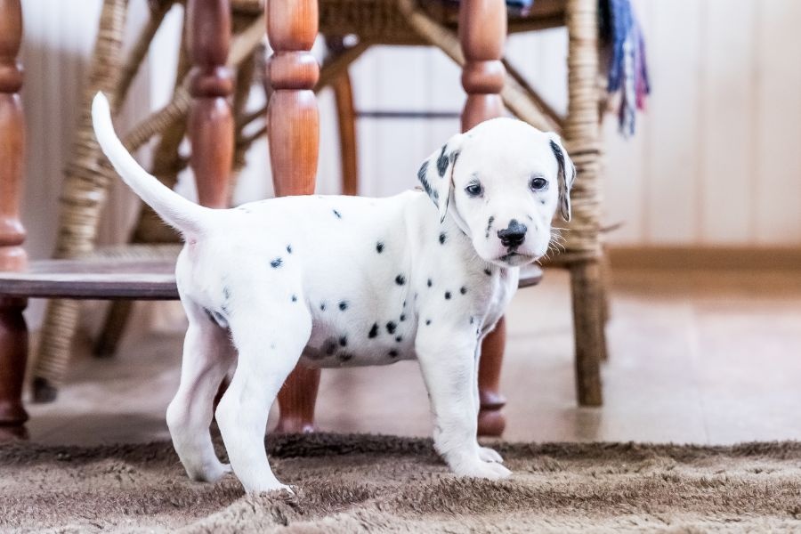 Puppy Socialization Tips for Needham Pet Owners