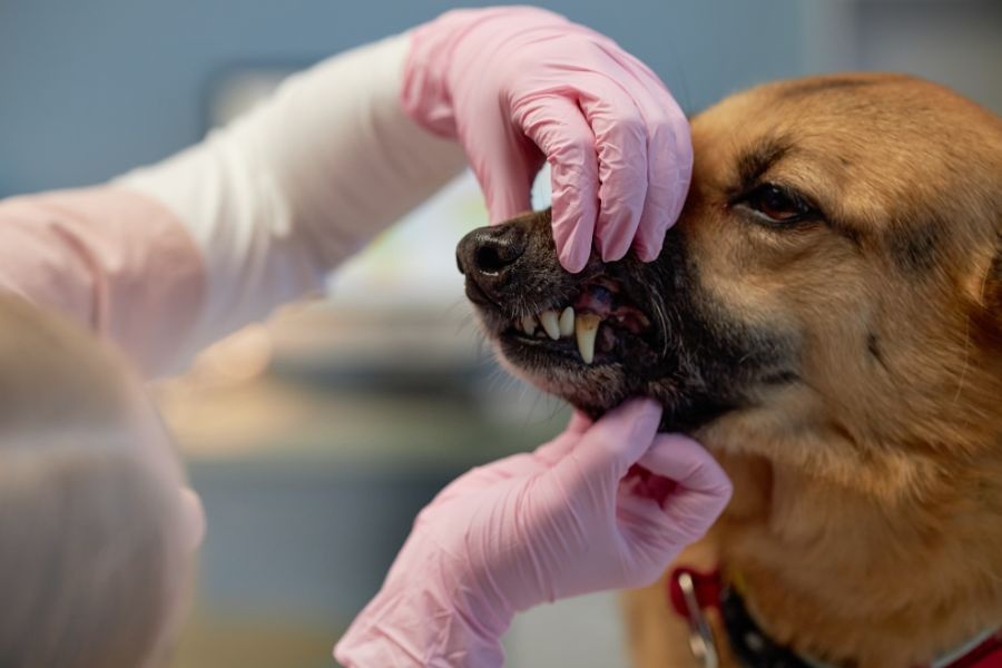 Periodontal Disease in Dogs: Causes, Stages and Treatment