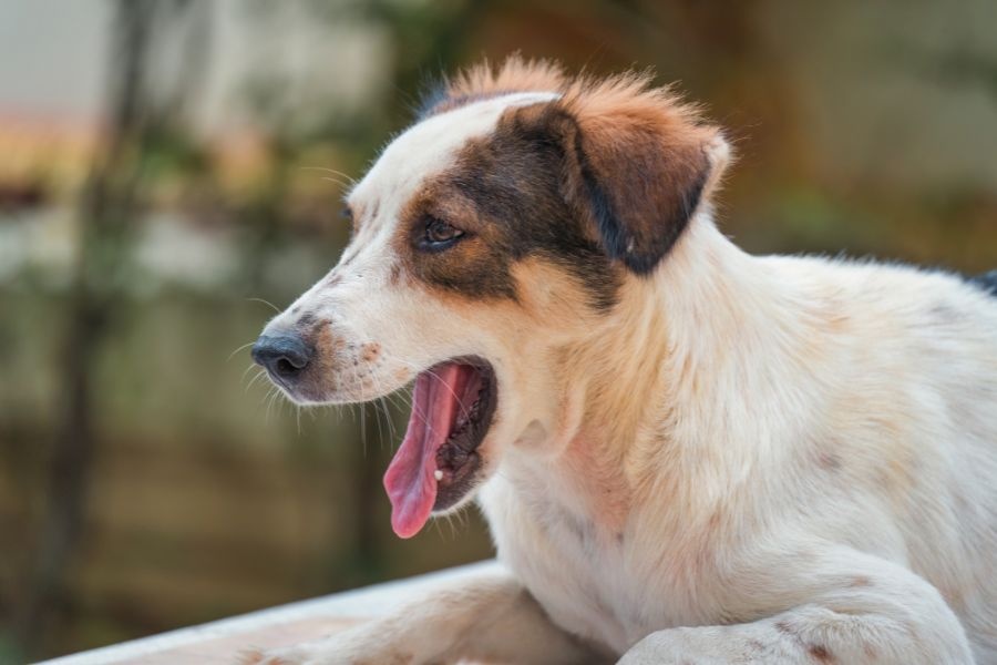 Understanding Urgent Care for Pets