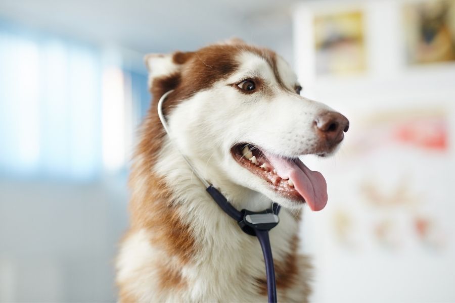 how-veterinarians-choose-diagnostic-test