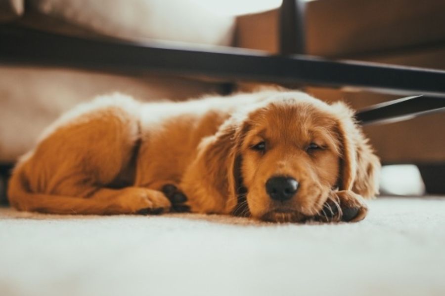 what-happens-during-an-urgent-vet-visit